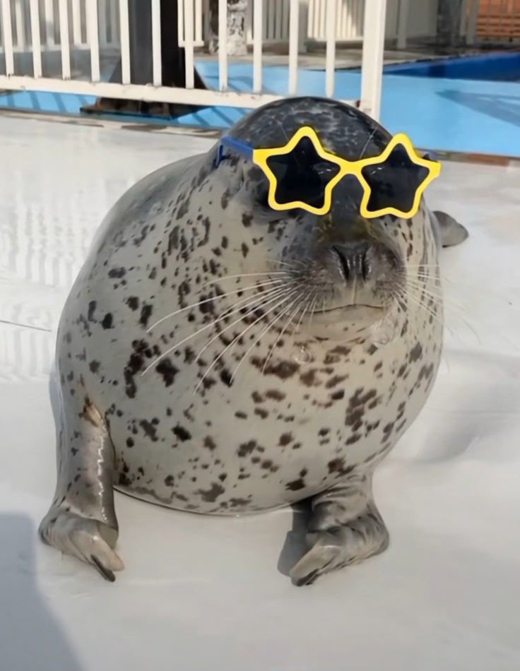 seal with star sunglasses