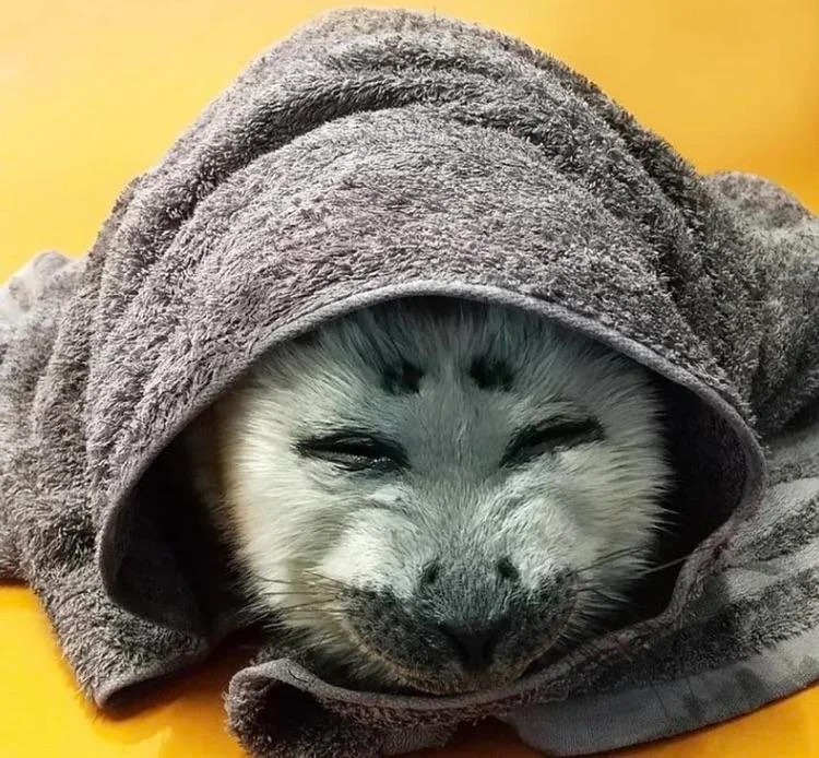 seal in blanket